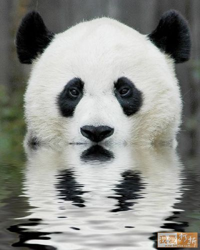 Panda.png