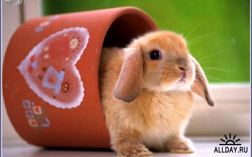 1295362695 img-1008.jpg