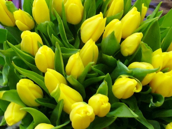 Желтые тюльпаны.jpeg
