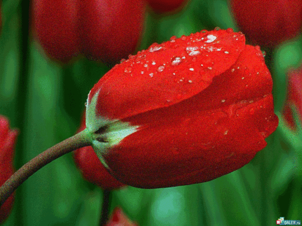 Красный тюльпан.gif