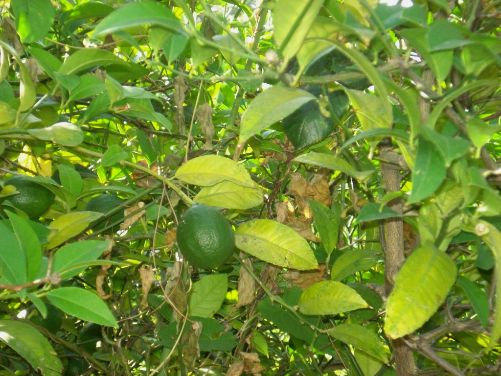 Дерево лимона.JPG