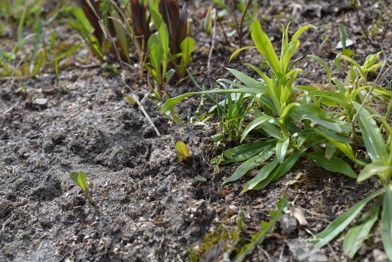 Файл:Поч 17.jpg