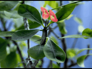 Миниатюра для версии от 00:09, 27 апреля 2013