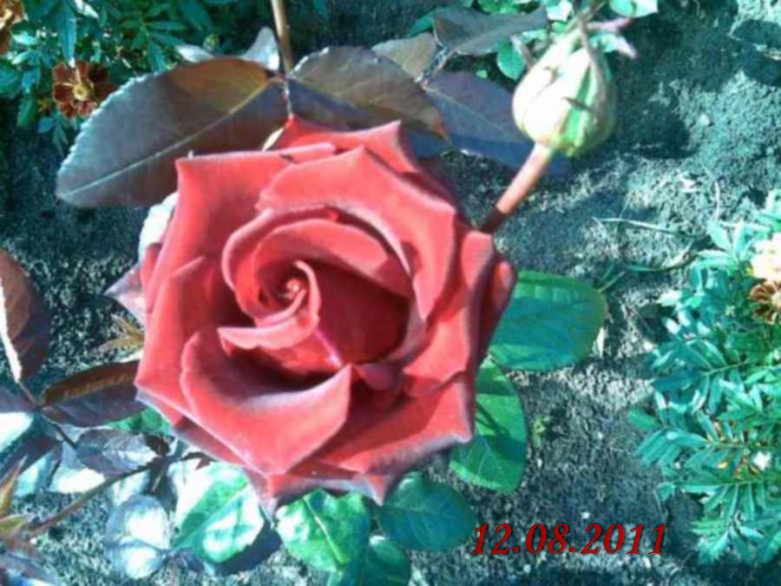 Миниатюра для версии от 21:00, 18 ноября 2011