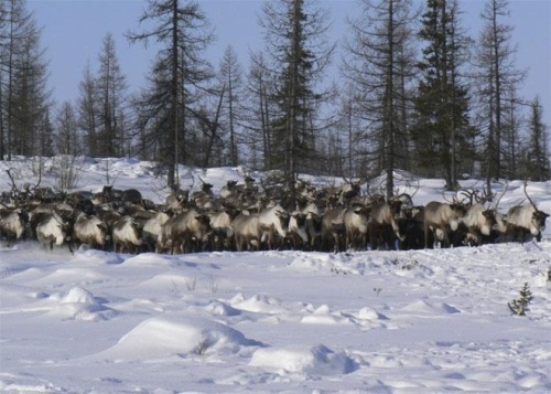 Миниатюра для версии от 00:47, 3 апреля 2014