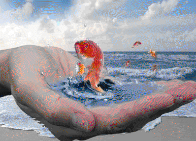 Золотая рыбка.gif