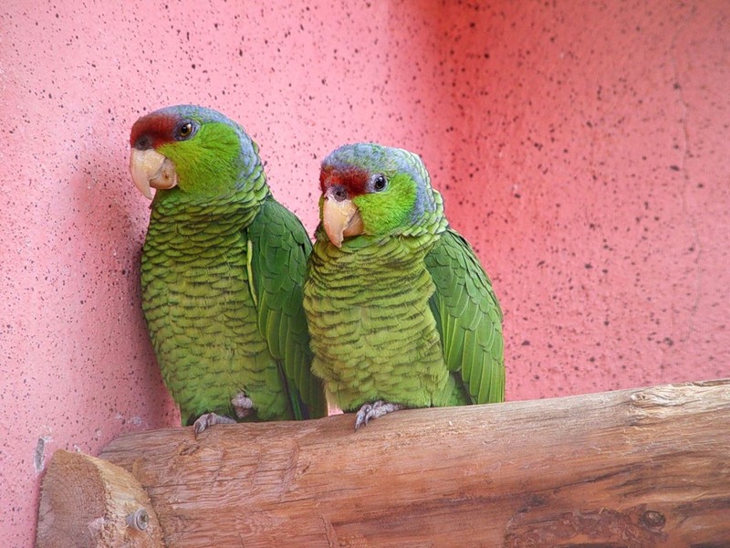 Пара зеленых попугаев.jpg