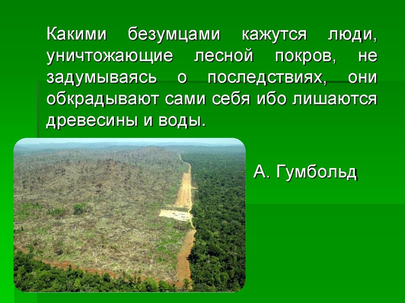 Файл:Леса Югры.ppt