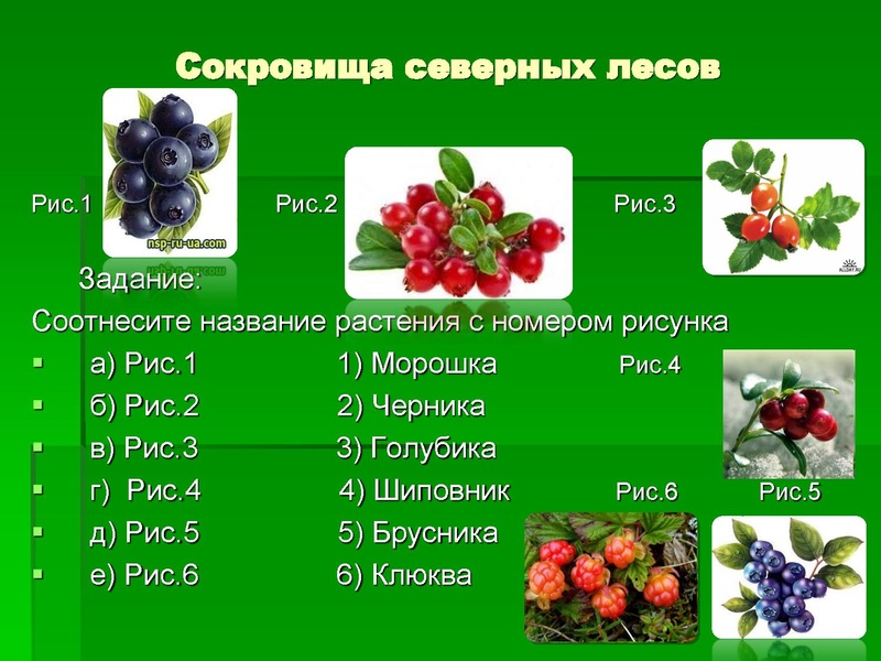 Файл:Леса Югры.ppt