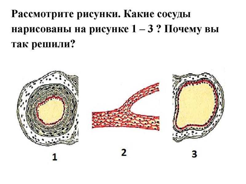 Файл:Взаимосвязь дыхательной и кровеносной системы.pdf