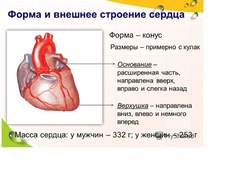 Файл:Взаимосвязь дыхательной и кровеносной системы.pdf