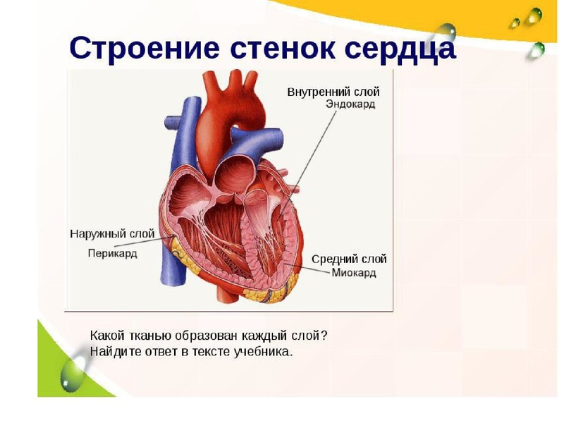 Файл:Взаимосвязь дыхательной и кровеносной системы.pdf