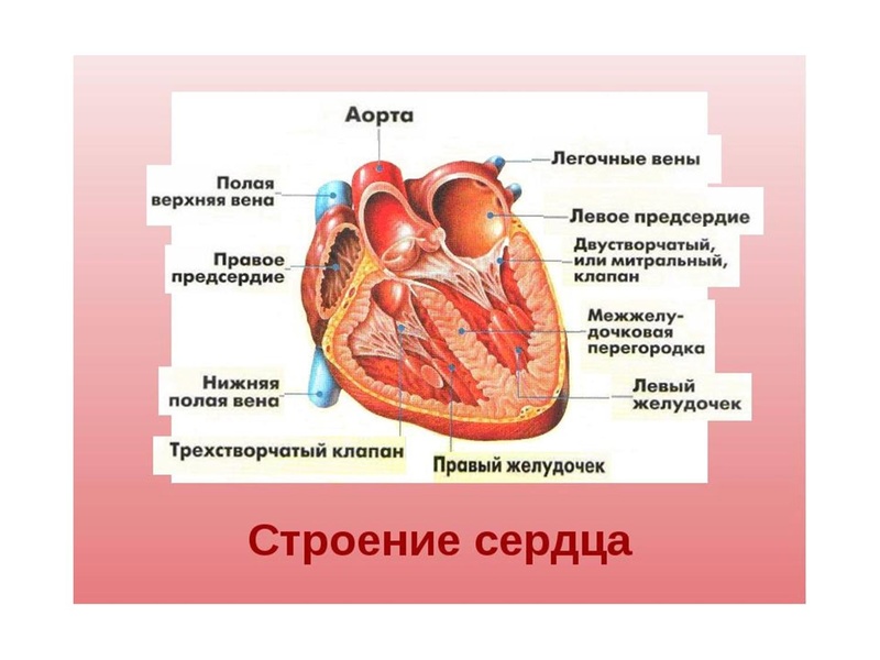 Файл:Взаимосвязь дыхательной и кровеносной системы.pdf