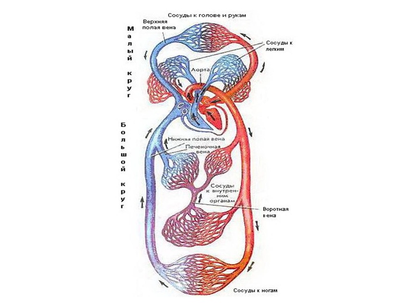 Файл:Взаимосвязь дыхательной и кровеносной системы.pdf