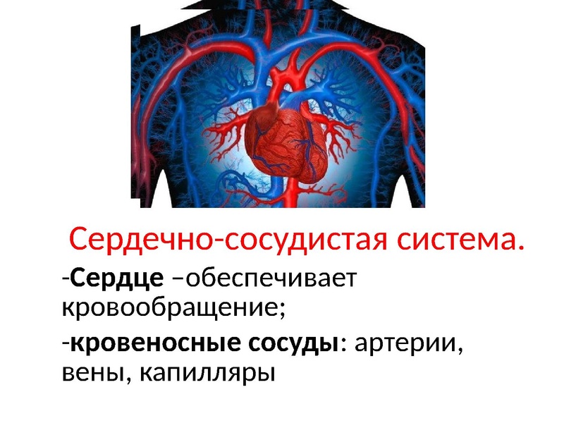 Файл:Взаимосвязь дыхательной и кровеносной системы.pdf