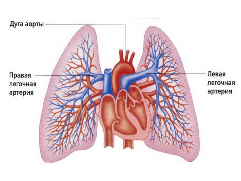 Файл:Взаимосвязь дыхательной и кровеносной системы.pdf