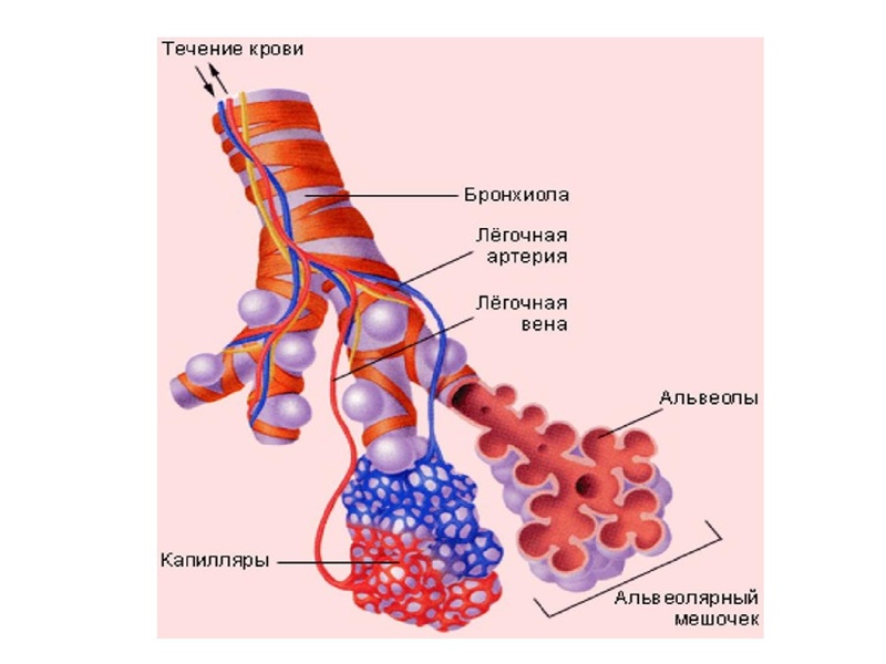 Файл:Взаимосвязь дыхательной и кровеносной системы.pdf