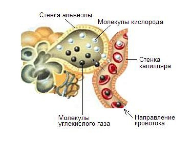 Файл:Взаимосвязь дыхательной и кровеносной системы.pdf