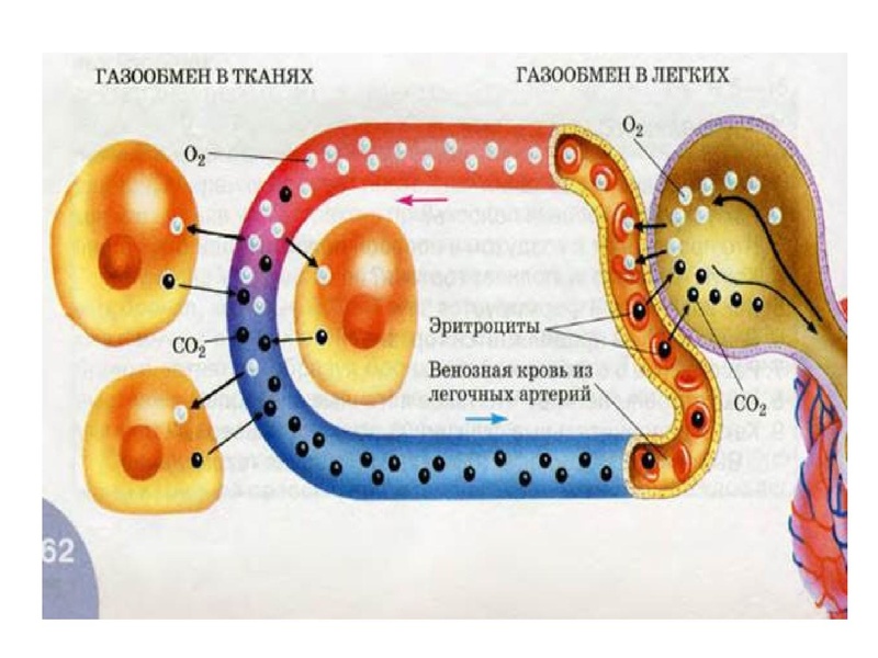 Файл:Взаимосвязь дыхательной и кровеносной системы.pdf