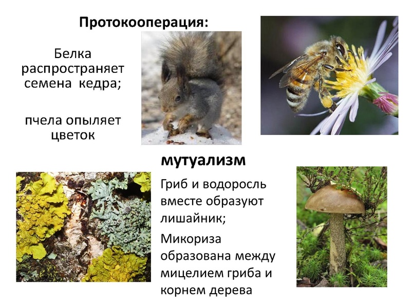 Файл:Экологические системы для ГМО 21.03.2016.pdf