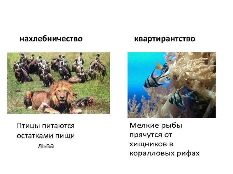 Файл:Экологические системы для ГМО 21.03.2016.pdf