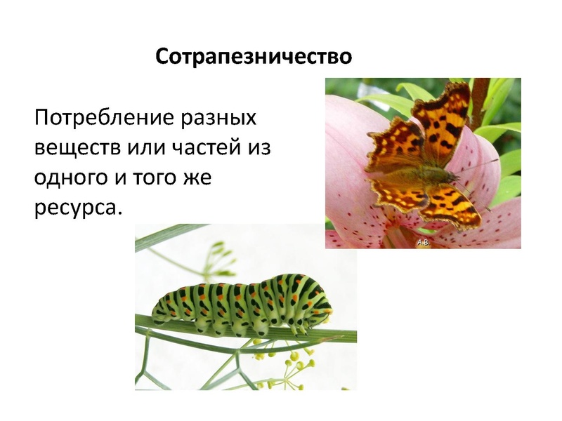 Файл:Экологические системы для ГМО 21.03.2016.pdf