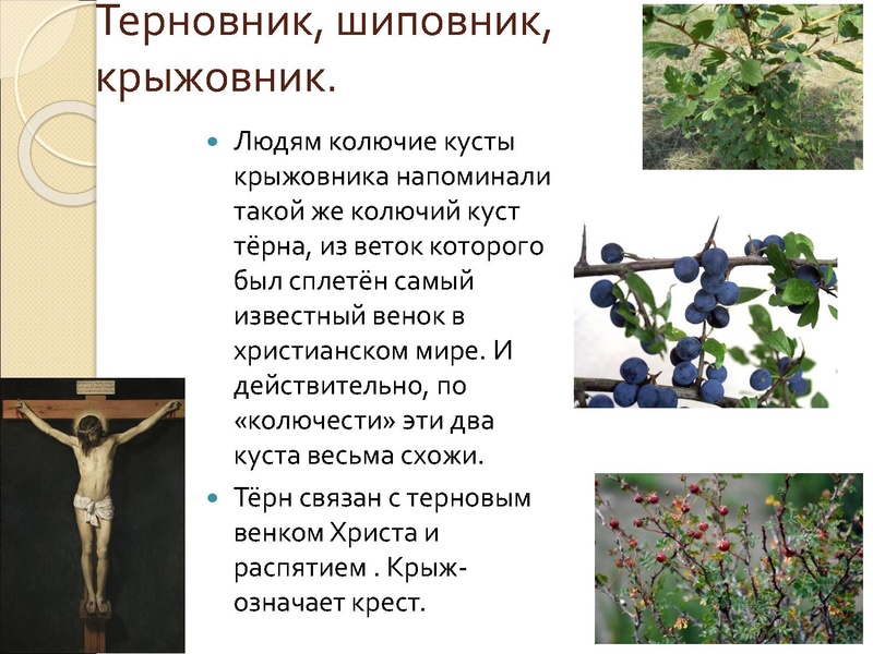 Файл:О.В. Руднева Подготовка к ВСОШ по РЯ.pdf