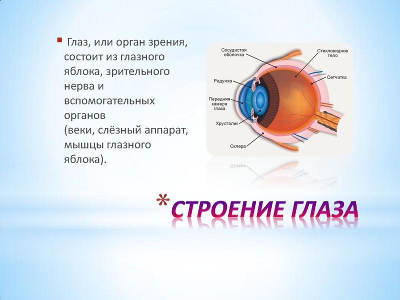 Файл:Глаз.pdf