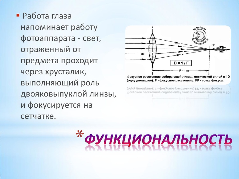 Файл:Глаз.pdf
