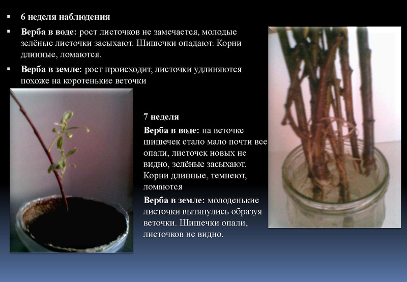 Файл:Отчёт по проекта.pdf