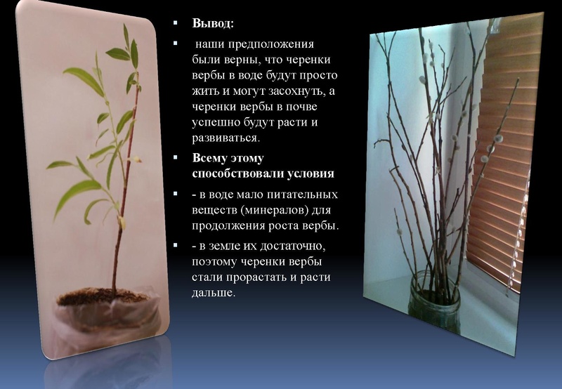 Файл:Отчёт по проекта.pdf