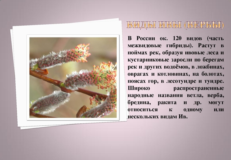 Файл:Отчёт по проекта.pdf