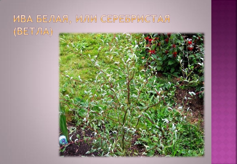 Файл:Отчёт по проекта.pdf