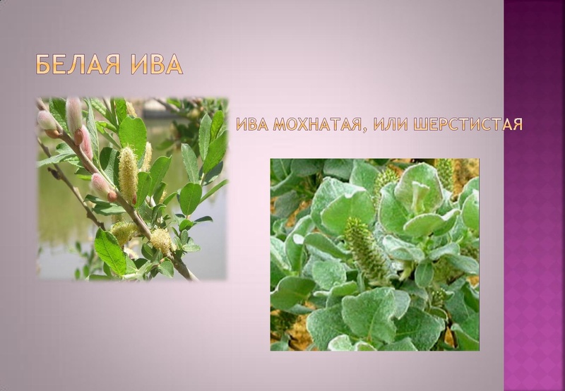 Файл:Отчёт по проекта.pdf