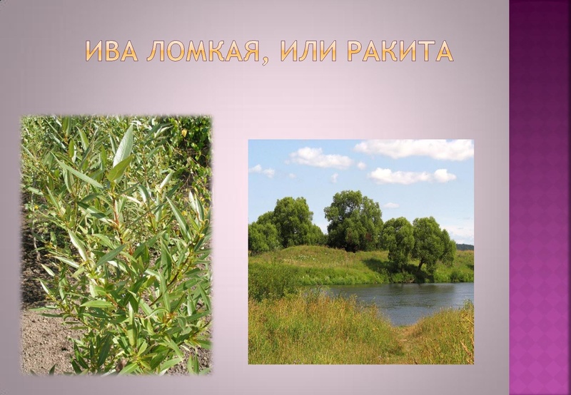 Файл:Отчёт по проекта.pdf