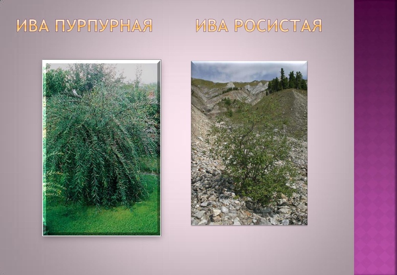 Файл:Отчёт по проекта.pdf