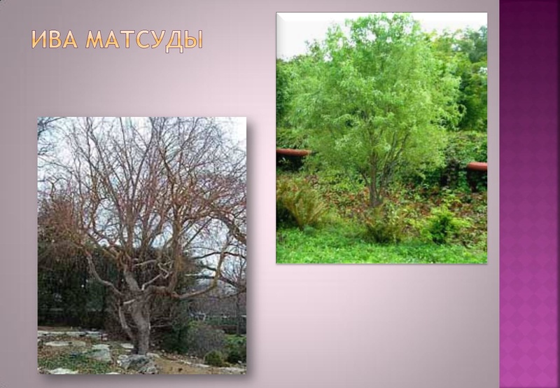 Файл:Отчёт по проекта.pdf