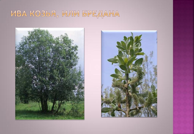 Файл:Отчёт по проекта.pdf