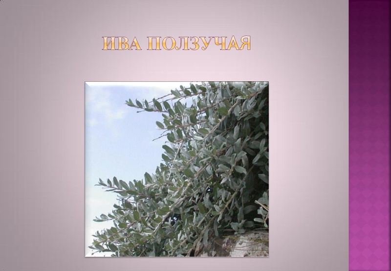 Файл:Отчёт по проекта.pdf