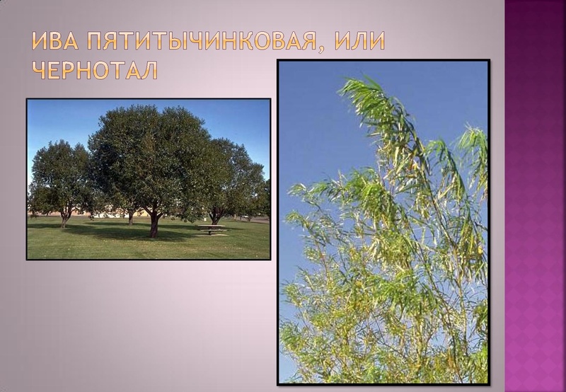 Файл:Отчёт по проекта.pdf