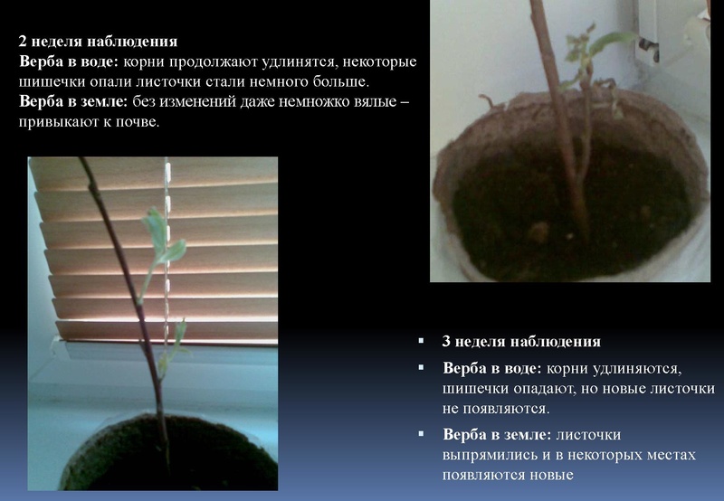 Файл:Отчёт по проекта.pdf