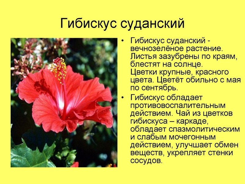 Файл:Презентация ученика.pdf