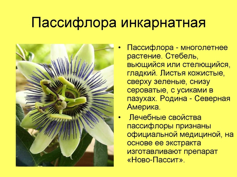 Файл:Презентация ученика.pdf