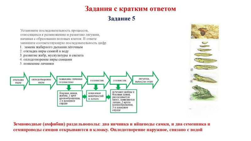 Файл:02.03.26 Сложные задания ГИА биология.pdf