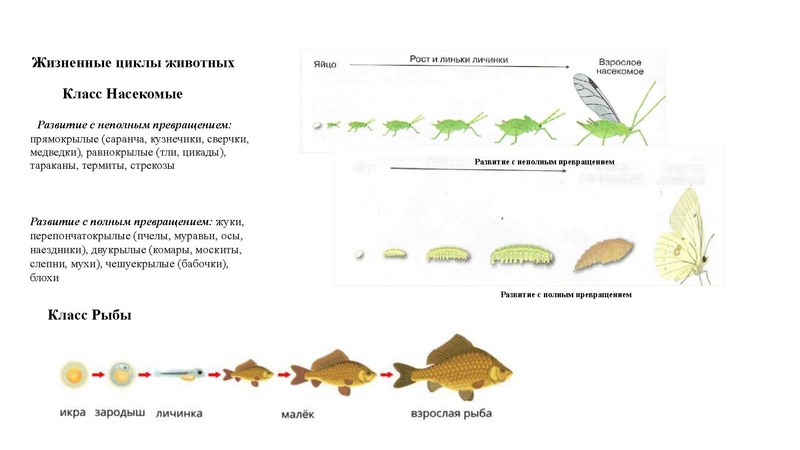 Файл:02.03.26 Сложные задания ГИА биология.pdf