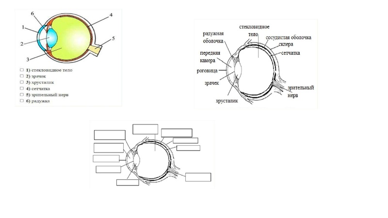 Файл:02.03.26 Сложные задания ГИА биология.pdf