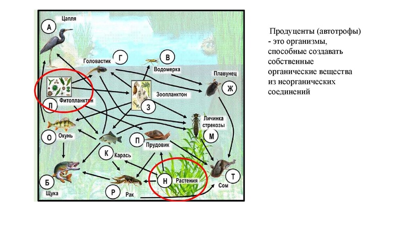 Файл:02.03.26 Сложные задания ГИА биология.pdf
