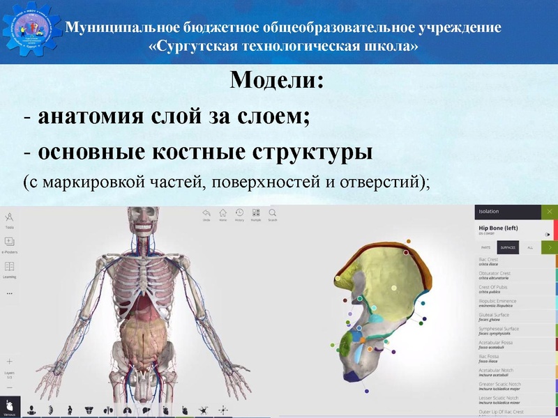 Файл:Биология стш семинар.pdf