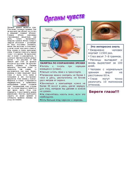 Файл:Органы чувств.pdf