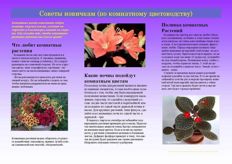 Файл:Публикация Советы новичкам.pdf